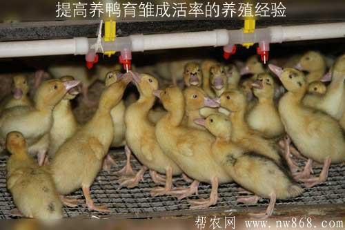 提高养鸭育雏成活率的养殖经验