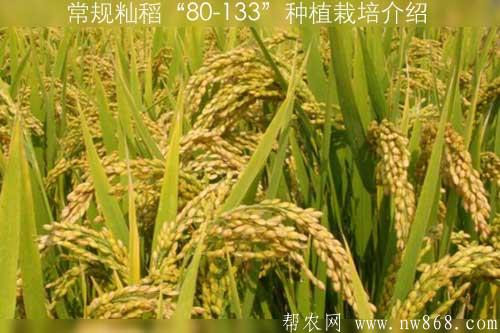 常规籼稻“80-133”种植栽培介绍