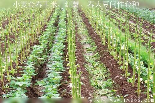 小麦套春玉米、红薯、春大豆间作套种三熟增产技术