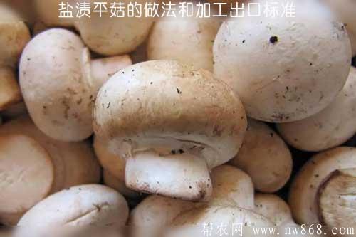 盐渍平菇的做法和加工出口标准
