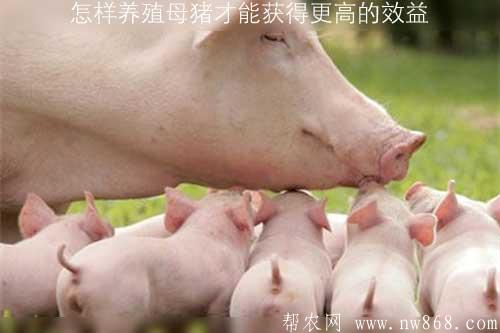 怎样养殖母猪才能​获得更高的效益