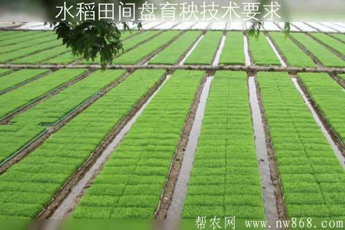 水稻田间盘育秧技术要求