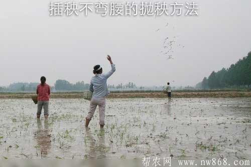 水稻栽培经验——插秧不弯腰的抛秧方法