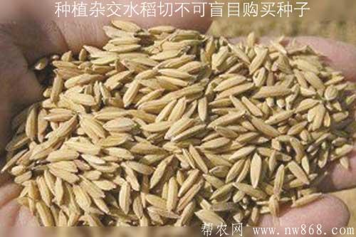 种植杂交水稻的农民朋友切不可盲目购买种子