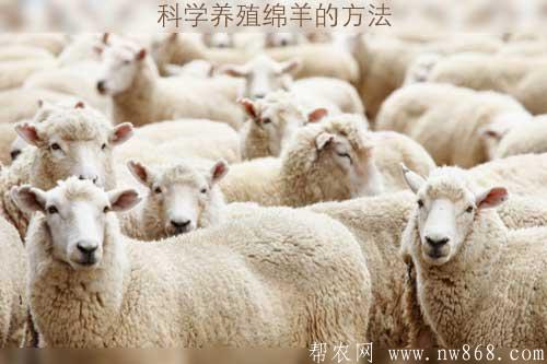 科学养殖绵羊的方法|怎样养绵羊才能赚钱