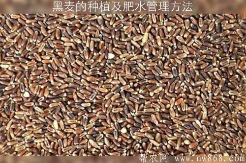 黑麦的种植及肥水管理方法