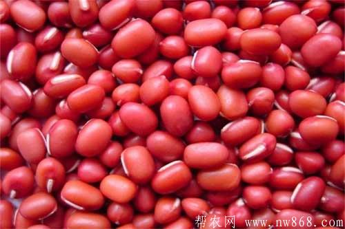 红豆的种植栽培方法、种植时间及科学管理措施