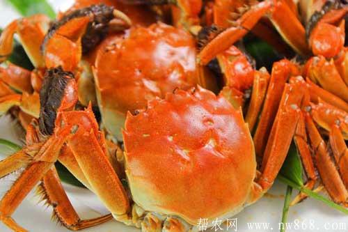 螃蟹怎么吃比较好？螃蟹有哪些做法？