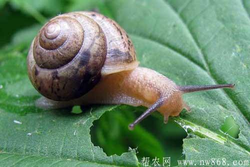 僵尸蜗牛真的存在吗|僵尸蜗牛能养吗
