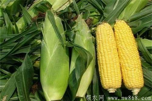 玉米常见种类介绍及玉米图片欣赏