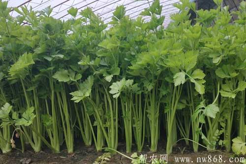 大棚芹菜高产种植栽培技术要点