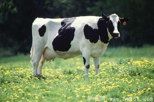 奶牛干乳期的科学饲养管理方法