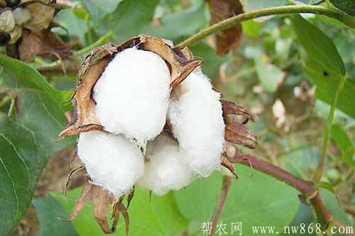 棉花良种介绍——高产棉花品种有哪些