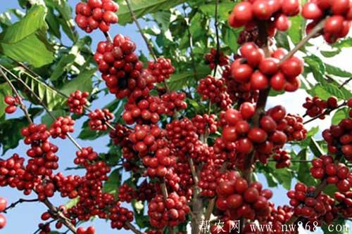 咖啡豆种植管理方法及病虫害防治措施