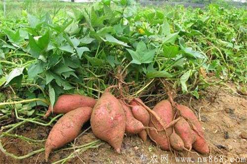 红薯种植过程中怎样施肥