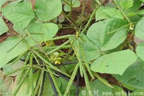 绿豆种植期间常见病虫害及防治措施