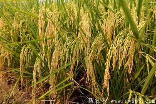 怎样识别假劣杂交水稻种子
