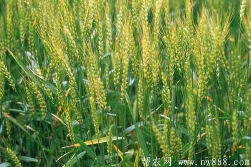 冬小麦优良品种选择及高产种植技术