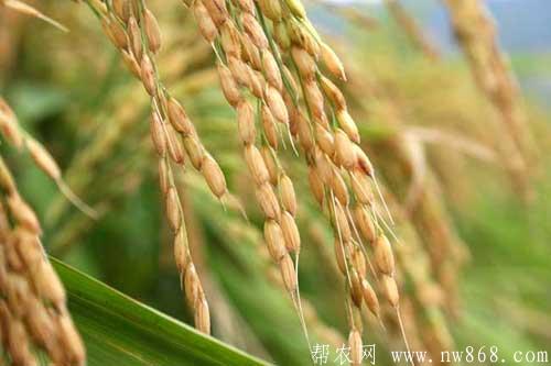 水稻种植生长后期病虫害防治及水肥管理
