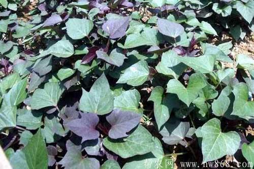 紫薯种植过程中需要注意什么