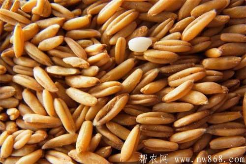 燕麦种植及种子处理方法