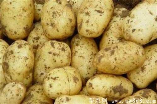 马铃薯常见病害种类和防治方法