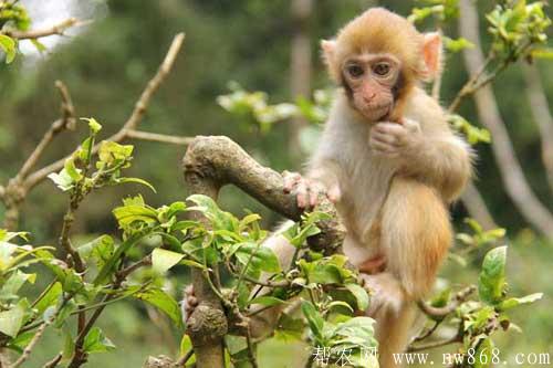 猴子吃什么食物|猴子寿命有多长