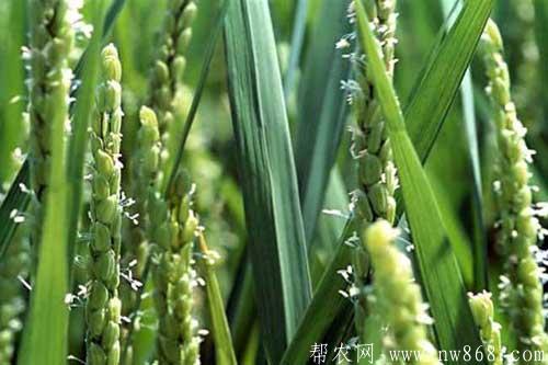水稻种植的后期田间管理需要注意什么