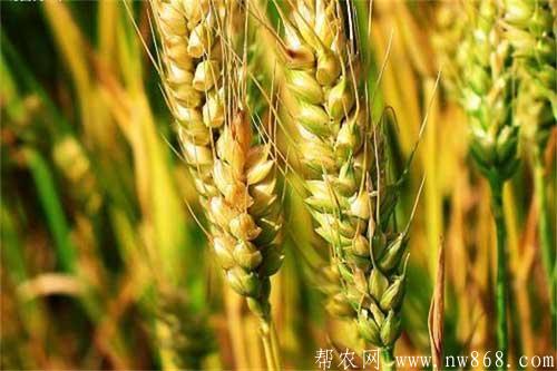 大麦种植过程中需要注意哪些问题