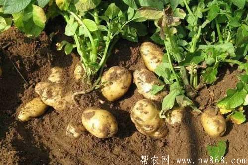种植马铃薯如何更好的提高经济效益