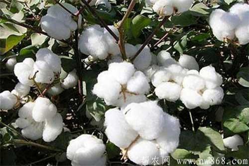 棉花减产是由哪些原因引起的？