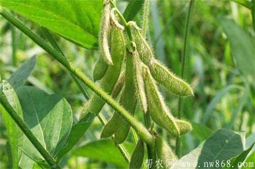 大豆种植过程中遇到高温危害怎么办