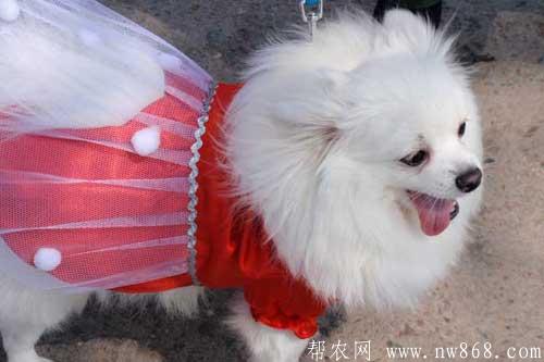 博美犬好养吗|博美犬图片欣赏