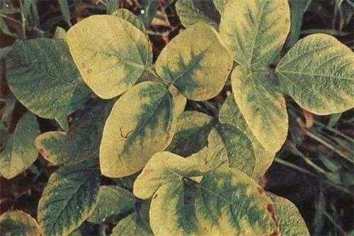大豆生长过程中出现黄叶、死苗原因及防治措施