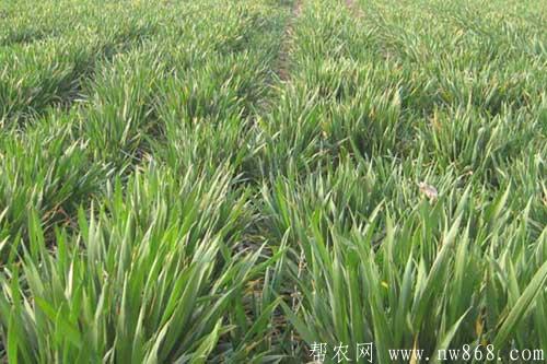 冬小麦返青期的田间管理措施