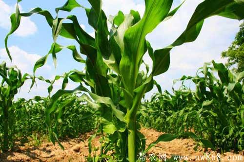 玉米田除草剂都有哪些使用方法
