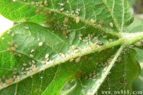棉花蚜虫为害症状及防治措施