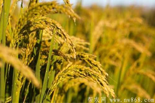 水稻发生药害的症状以及防治方法