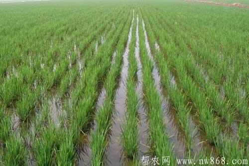 水稻种植如何施肥才能达到高产目的