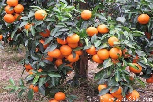 沃柑种植有哪些要求|沃柑是橘子还是橙子