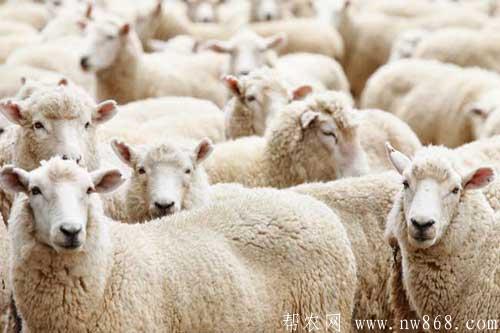绵羊有哪些品种？一般分布在什么地区？