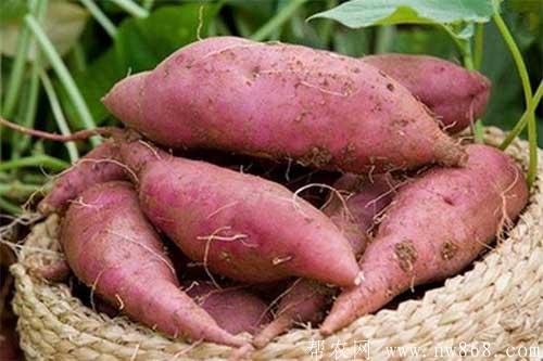 红薯种植过程中的田间管理措施