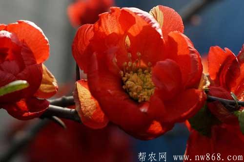 长寿海棠和长寿花有什么区别