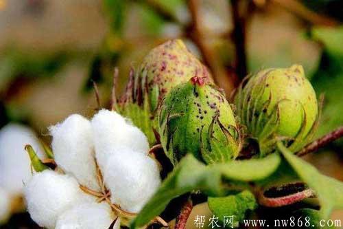 棉花种植过程中发生棉铃虫应该怎样防治