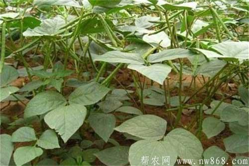 绿豆种植过程中发生轮纹病应该如何防治