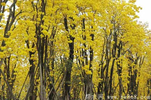 黄花风铃木栽培技术|黄花风铃木繁殖方法