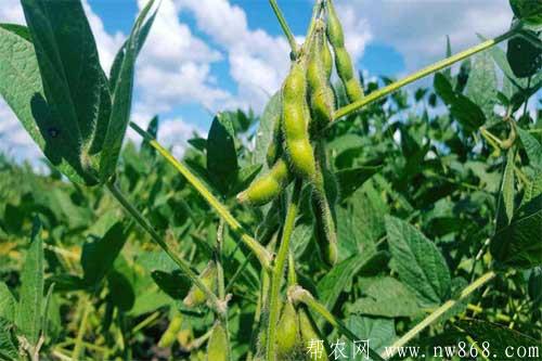 大豆因重茬种植而减产的原因有哪些