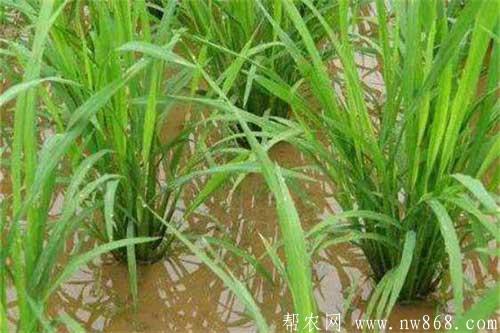 水稻进入分蘖期管理需要注意哪些问题