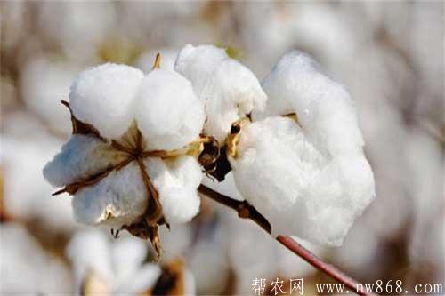 棉花施肥需要注意哪些问题