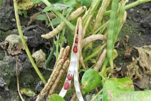 红小豆种植过程中出现花荚脱落怎么办